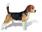 Beagle.jpg (4539 bytes)